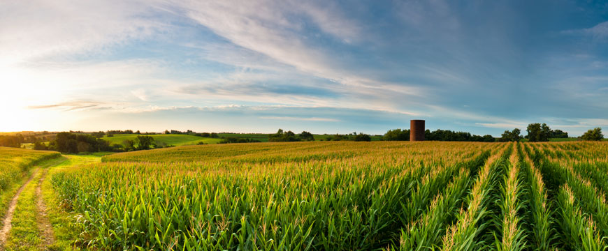 Corn Field at sunset