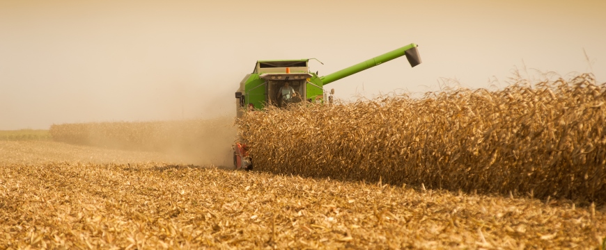 Harvesting Corn